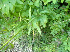 Lilium martagon pilosiusculum