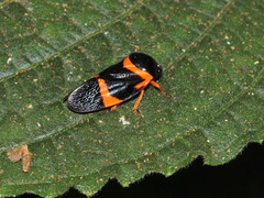 Cosmoscarta