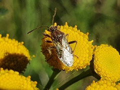 Rhopalus subrufus