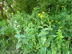 Crepis sibirica