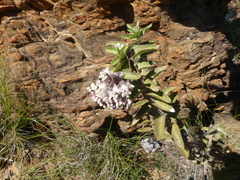 Gomphocarpus cancellatus