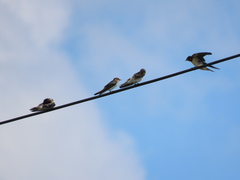 Hirundo rustica gutturalis