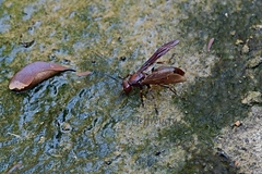 Polistes gigas