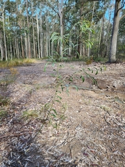 Acacia falcata