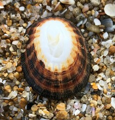 Scutellastra peronii