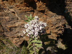 Gomphocarpus cancellatus