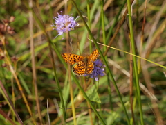 Boloria selene