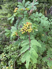 Sorbus