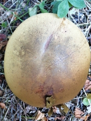 Suillellus luridus