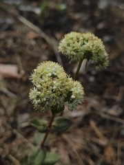 Hylotelephium maximum ruprechtii