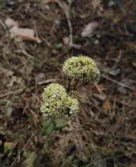 Hylotelephium maximum ruprechtii