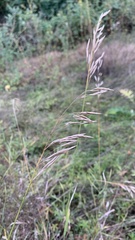 Bromus inermis