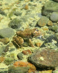 Rana boylii