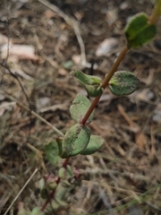 Hylotelephium maximum ruprechtii