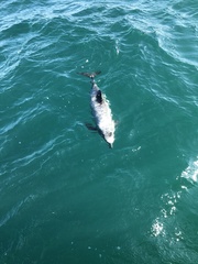 Cephalorhynchus hectori hectori