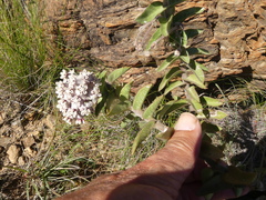 Gomphocarpus cancellatus