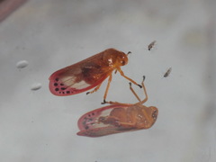Eoscarta liternoides