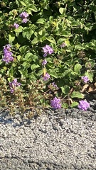 Hylephila phyleus