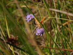 Boloria selene