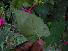 Mirabilis jalapa