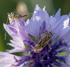 Adelphocoris quadripunctatus