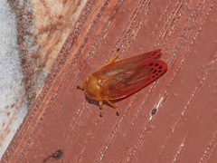 Eoscarta liternoides
