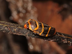 Phymatostetha stalii