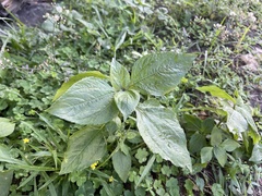 Synedrella nodiflora