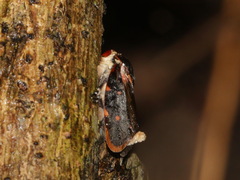 Phymatostetha triseriata