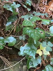 Hedera helix