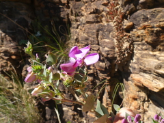 Polygala fruticosa