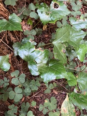 Hedera helix