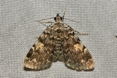 Idia calvaria