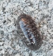 Armadillidium vulgare