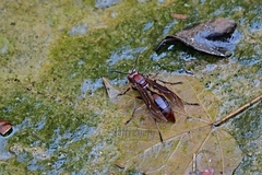 Polistes gigas