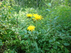 Crepis sibirica