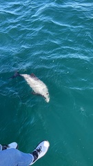 Cephalorhynchus hectori hectori