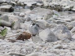 Motacilla alba lugens