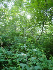 Parasenecio hastatus