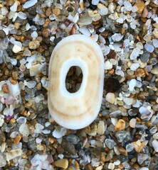 Amblychilepas nigrita