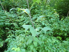 Parasenecio hastatus