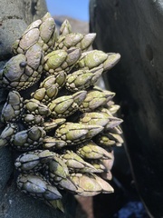 Pollicipes polymerus