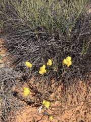 Waitzia acuminata acuminata