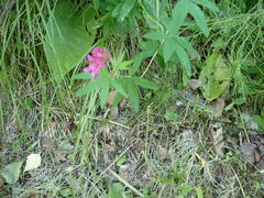 Trifolium lupinaster