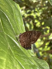 Arhopala centaurus