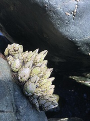Pollicipes polymerus