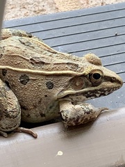 Lithobates sphenocephalus