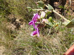 Polygala fruticosa