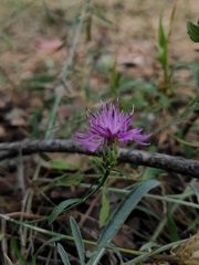Centaurea borysthenica