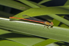 Ceriagrion aeruginosum